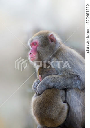 高山山猴 125461320