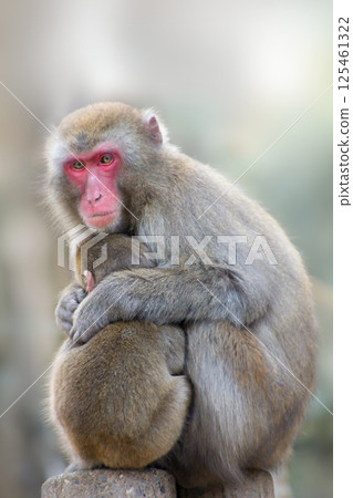 高山山猴 125461322