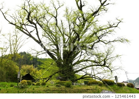 [Oguni Town: The largest tree in Kumamoto Prefecture, the nationally designated natural monument "Shimoshiro no O-Ginkgo"] 125461443