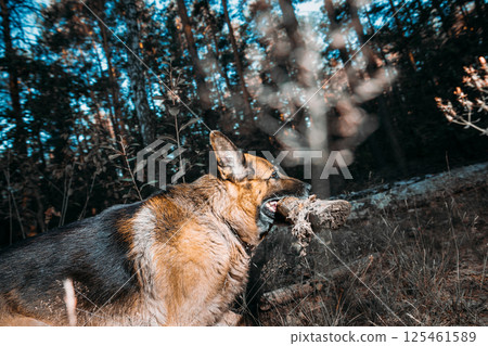 German Shepherd, a carnivorous dog breed, is running in a natural landscape with a stick in its mouth. Dog Run With Wooden Stick In Summer Forest Season. Cute Beautiful Shepherd Dog Running On country German Shepherd, a carnivorous dog breed, is running in a natural landscape with a stick in its mouth. Dog Run With Wooden Stick In Summer Forest Season. Cute Beautiful Shepherd Dog Running On country 125461589