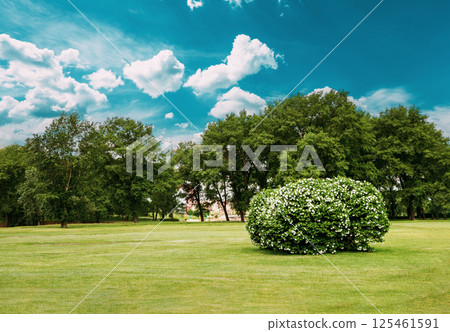 trimmed grass in city park. Lush Bushes In City Garden. Sunny Summer Landscape trimmed grass in city park. Lush Bushes In City Garden. Sunny Summer Landscape 125461591