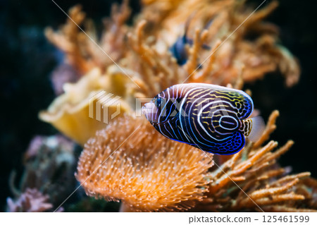Pomacanthus navarchus blue angel sea fish in aquarium 125461599