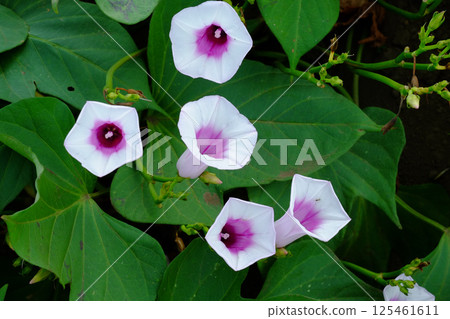 Sweet potato flowers in a sweet potato field in midsummer. 125461611