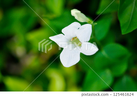 Asystasia gangetica Anderson, Asystasia gangetica L T Anders or  Baya or Chinese violet or Coromandel or Creeping foxglove or  Ganges Primrose or  Ganges River asystacia or Indian asystacia or 125461624