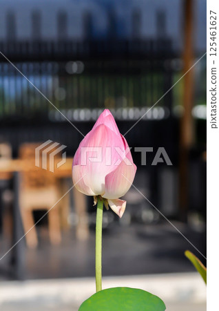 lotus , pink lotus or nucifera gaertn or Sacred lotus or Egyptian lotus or Nelumbo or NELUMBONACEAE lotus , pink lotus or nucifera gaertn or Sacred lotus or Egyptian lotus or Nelumbo or NELUMBONACEAE 125461627