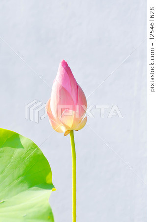 lotus , pink lotus or nucifera gaertn or Sacred lotus or Egyptian lotus or Nelumbo or NELUMBONACEAE lotus , pink lotus or nucifera gaertn or Sacred lotus or Egyptian lotus or Nelumbo or NELUMBONACEAE 125461628