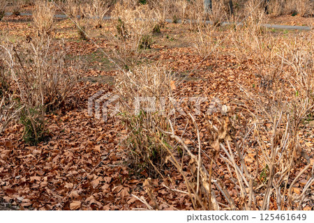 Hydrangea Garden in Winter (Omiya Daini Park) 125461649