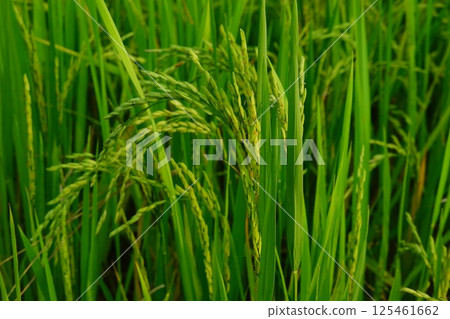 Rice field agriculture grain food yield season Rice field agriculture grain food yield season 125461662