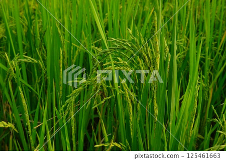 Rice field agriculture grain food yield season Rice field agriculture grain food yield season 125461663