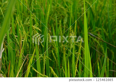 Rice field agriculture grain food yield season Rice field agriculture grain food yield season 125461665