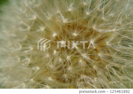 一朵蒲公英即將隨風而去 一朵蒲公英即將隨風而去 125461892