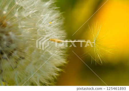 A dandelion before it sets off on the wind A dandelion before it sets off on the wind 125461893