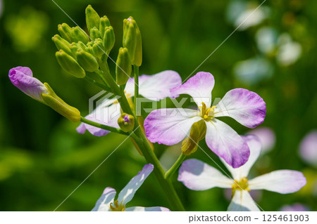 Sea radish bathed in sunlight 125461903