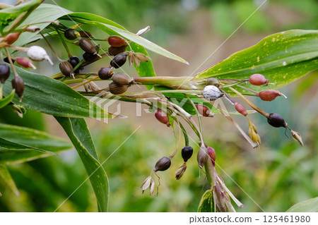 薏米,薏仁,薏米茶 薏米,薏仁,薏米茶 125461980
