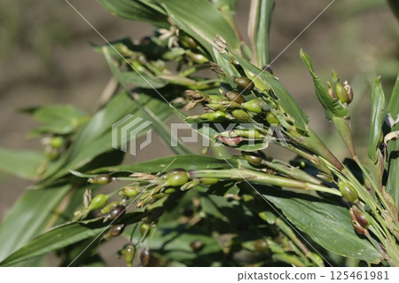 薏米，薏仁，薏米茶 125461981