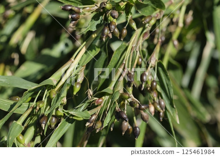 薏米,薏仁,薏米茶 薏米,薏仁,薏米茶 125461984