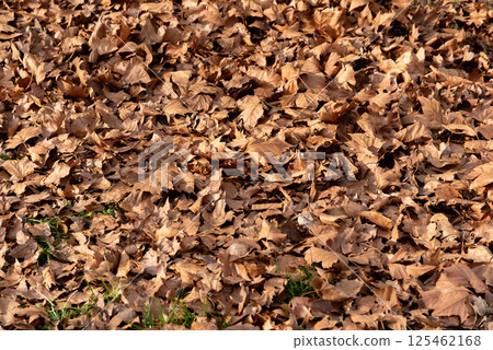 Fallen leaves  125462168