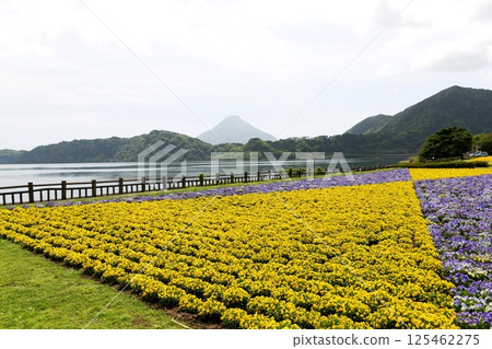 [Ibusuki City, Kirishima-Kinkowan National Park, Lake Ikeda, overlooking the rapeseed fields and Mt. Kaimon (Satsuma Fuji) to the south] 125462275