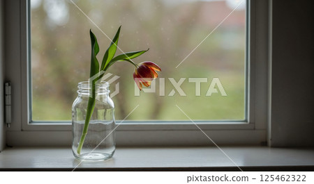 Single red tulip with green leaves in a glass jar, filled partway with water, placed on a windowsill. Soft natural light illuminates the flower through a window pane 125462322