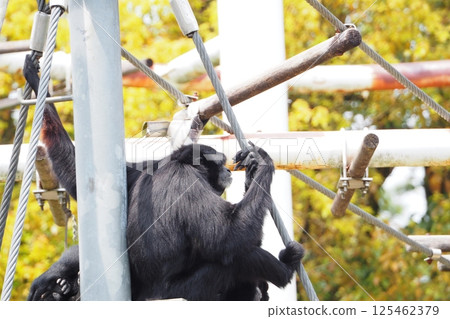 Flying gibbon Flying gibbon 125462379