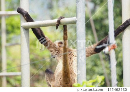 Geoffroy's Spider Monkey (back view) Geoffroy's Spider Monkey (back view) 125462380