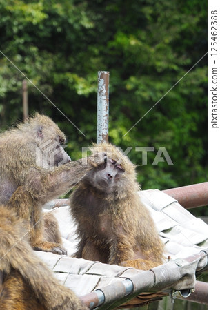 Anubis baboon (Doguera baboon) 125462388