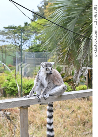 金剛狼狐猴 125462393