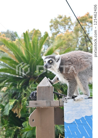 金剛狼狐猴 金剛狼狐猴 125462406