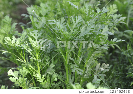 Shun Chrysanthemum 125462458