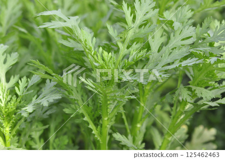 順菊花 順菊花 125462463
