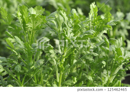 Shun Chrysanthemum 125462465