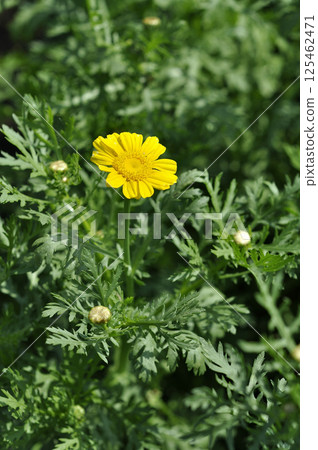 Shun Chrysanthemum 125462471