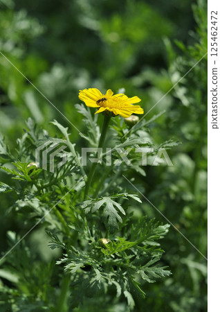 Shun Chrysanthemum 125462472