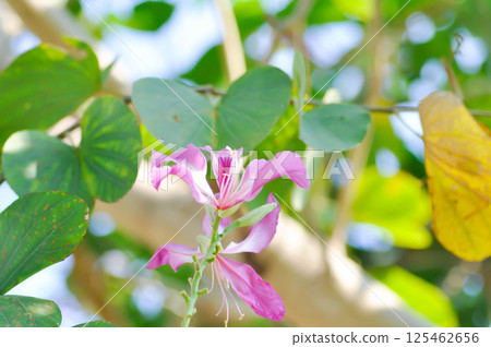 Purple Orchid Tree, Hong Kong Orchid Tree or Purple Bauhinia or Bauhinia purpurea L or pink flower Purple Orchid Tree, Hong Kong Orchid Tree or Purple Bauhinia or Bauhinia purpurea L or pink flower 125462656