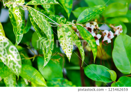 Asparagaceae, Dracaena surculosa Lindl or Gold Dust Dracaena or Japanese Bamboo or Spotted Dracaena or bicolor plant 125462659
