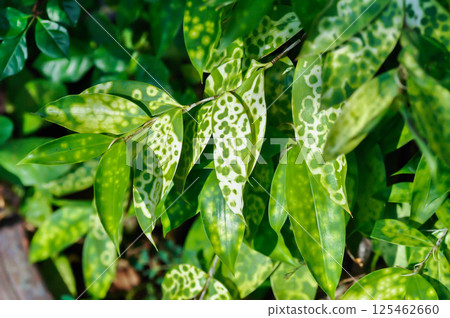 Asparagaceae, Dracaena surculosa Lindl or Gold Dust Dracaena or Japanese Bamboo or Spotted Dracaena or bicolor plant Asparagaceae, Dracaena surculosa Lindl or Gold Dust Dracaena or Japanese Bamboo or Spotted Dracaena or bicolor plant 125462660
