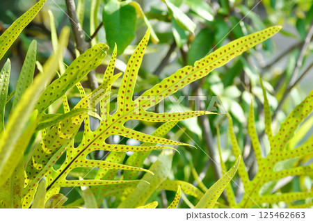 Monarch fern or Microsorum scolopendria or Maile scented fern or Musk fern or Wart fern, Pteris vittata or Pteris vittata L or fern or green leaf or polypodioides pseudolachnopus 125462663