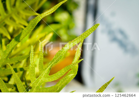 Monarch fern or Microsorum scolopendria or Maile scented fern or Musk fern or Wart fern, Pteris vittata or Pteris vittata L or fern or green leaf or polypodioides pseudolachnopus Monarch fern or Microsorum scolopendria or Maile scented fern or Musk fern or Wart fern, Pteris vittata or Pteris vittata L or fern or green leaf or polypodioides pseudolachnopus 125462664