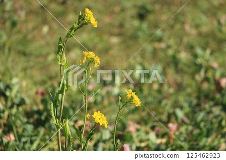黃色油菜花 125462923