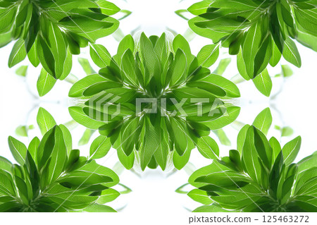 Fresh green leaves - Stock Illustration [125463272] - PIXTA