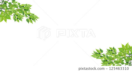 Fresh green leaves in early summer on a white background Green frame material Fresh green leaves in early summer on a white background Green frame material 125463310