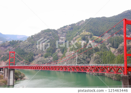 Kochi Prefecture, Owatari Dam Bridge, Cherry Blossoms 125463446