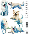 Great Pyrenees watercolor illustration set 125463854