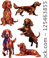Irish setter watercolor illustration set 125463855