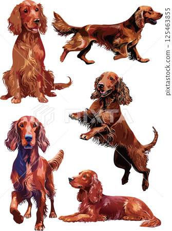 Irish setter watercolor illustration set Irish setter watercolor illustration set 125463855