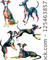 Watercolor illustration set of Italian greyhound 125463857