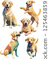 Labrador retriever watercolor illustration set 125463859