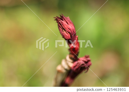 Large elegant peony buds 125463931