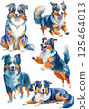 Australian Shepherd watercolor illustration set 125464013