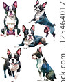 Boston terrier watercolor illustration set 125464017
